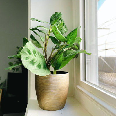 Live Green Prayer Plant in Classic Pot