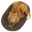 Grattoir en carton PetPro B Accessoire Engebretsen