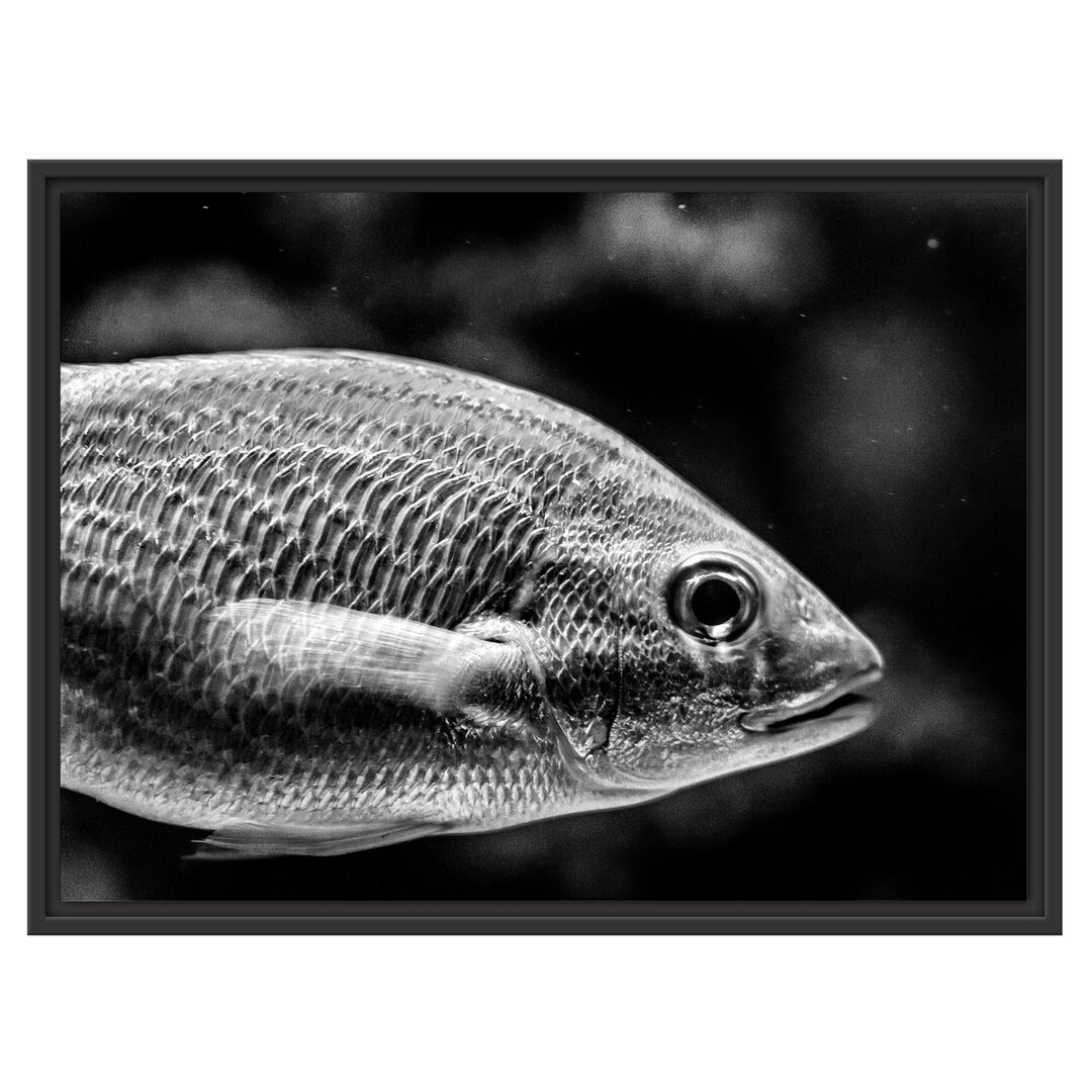 Blau gestreifter Fisch Gerahmter Fotodruck