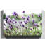 Purple Lavender Photographic - Wrapped Canvas-19042119