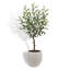 TREE OLIVE TOPIARY POT 34IN