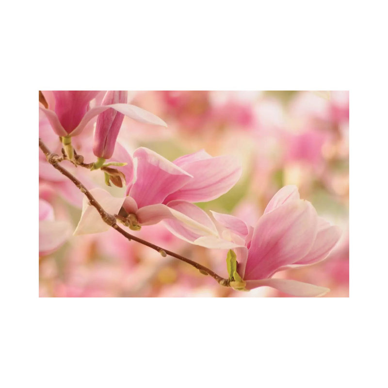Pink 1 Piece Wrapped Canvas Wall Art, 30.48cm H x 45.72cm W x 1.91cm D