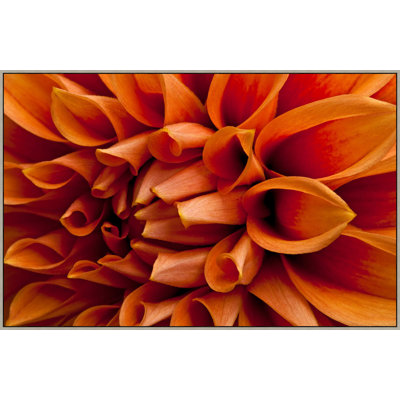 Orange Dahlia Print by Lillian August