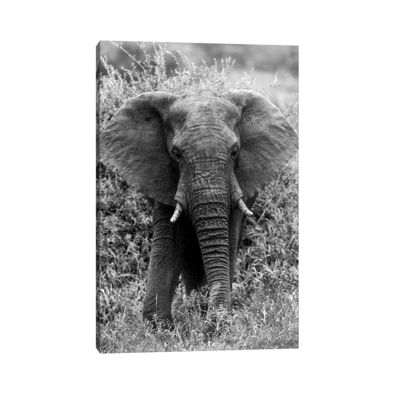 Elephant In The Bush by Anders Jorulf - Wrapped Canvas Print, 20.32 cm H x 30.48 cm W