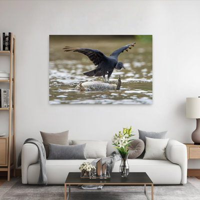 Black vulture feeding on dead alligator Pantanal Wetlands Brazil 1 Piece Wrapped Canvas Wall Art