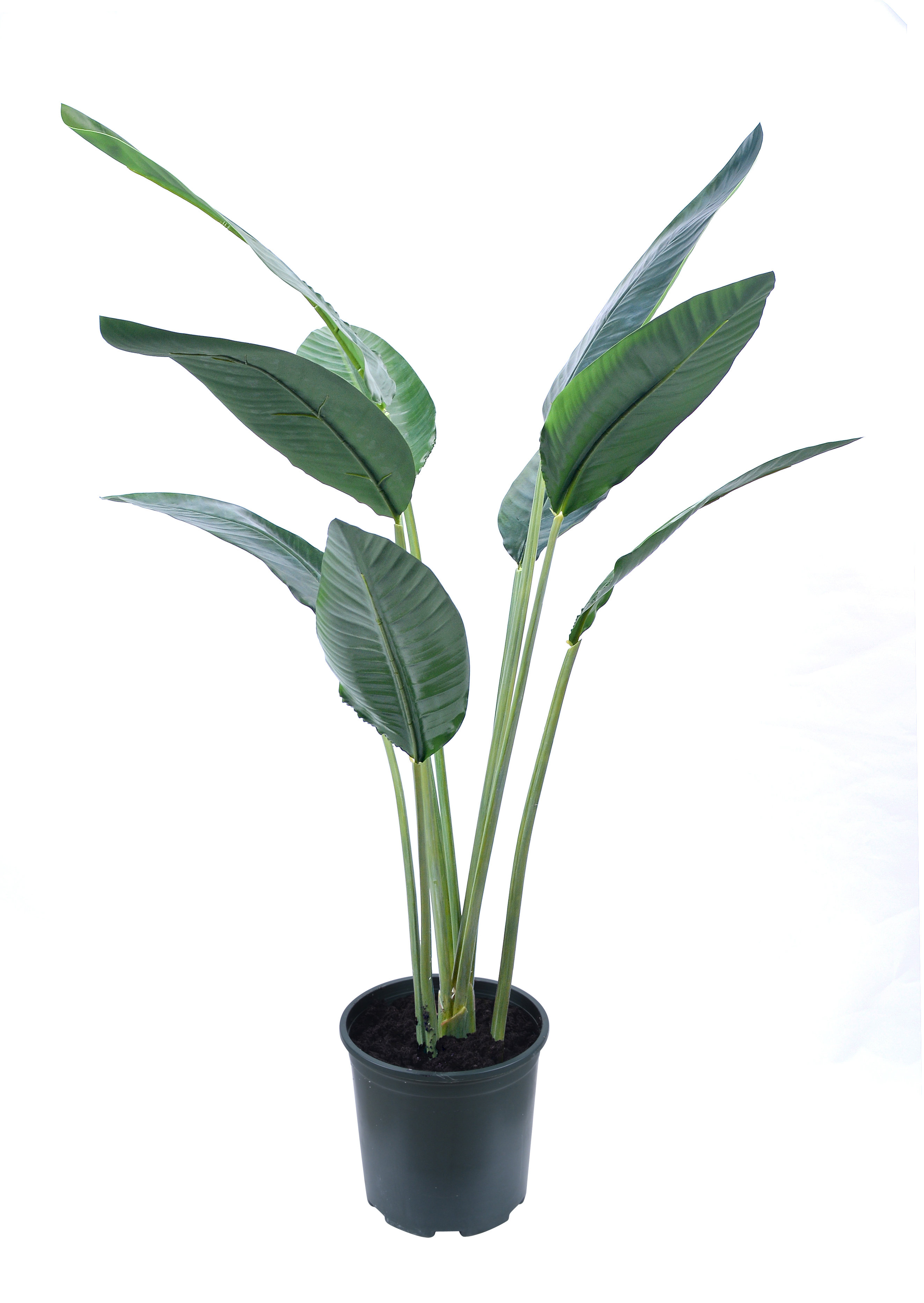 Winward Silks Bird Of Paradise Tree In Pot Perigold