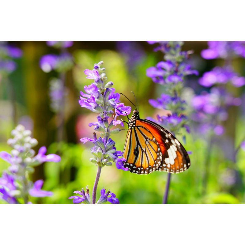 Beautiful Butterfly by Supersmario - No Frame Art Prints on Canvas, 51cm H x 76cm W