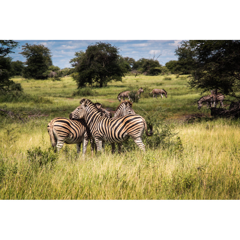Zebra Herd by Steve_is_on_holiday - Wrapped Canvas Print, 81cm H x 122cm W x 3.8cm D