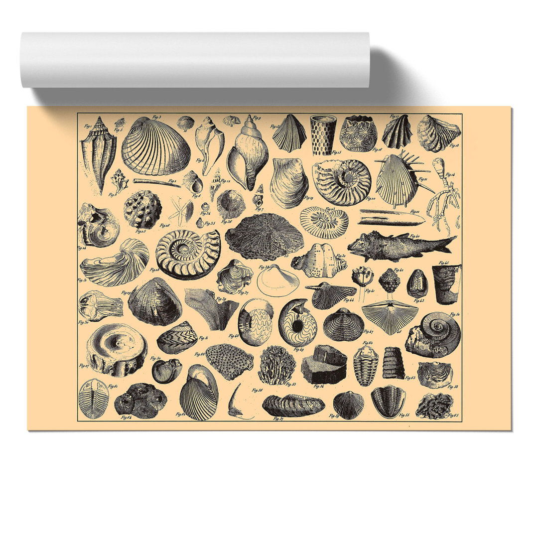 Encyclopedia Shells - Frameless Print