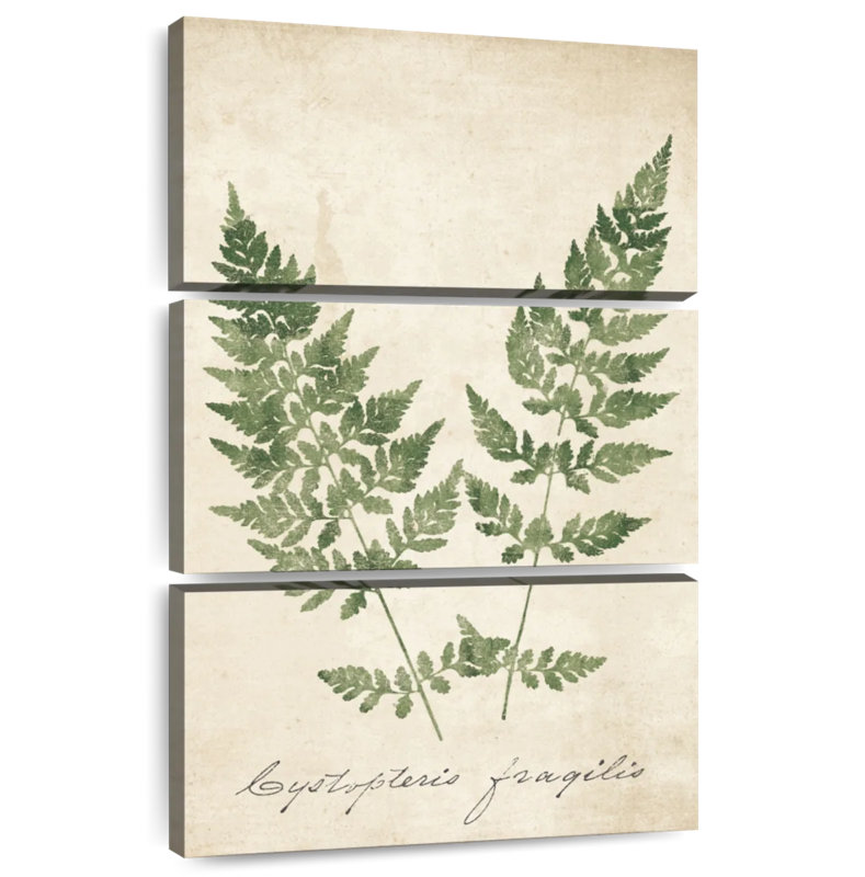 Harnek Vintage Ferns No Border, H 32 po x l 20 po