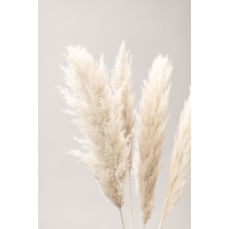Pampas Grass 02, 91.44 cm H x 60.96 cm W