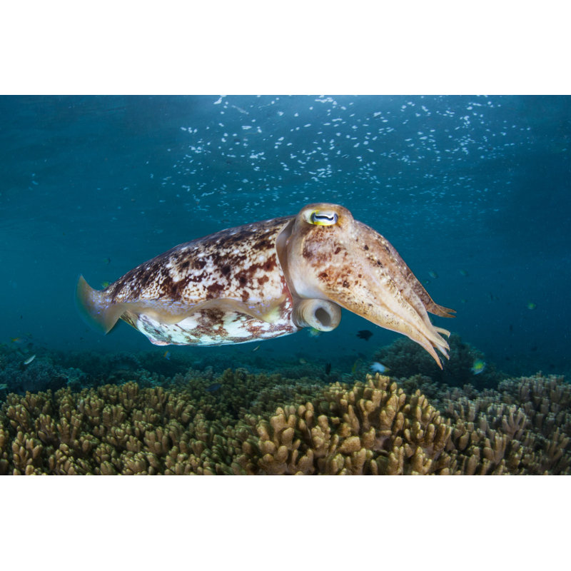 Cusefish Hovering over Reef par Velvetfish - photographie sur toile tendue, H 8 po x l 12 po