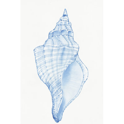 Shell I 1 Piece Wrapped Canvas Painting