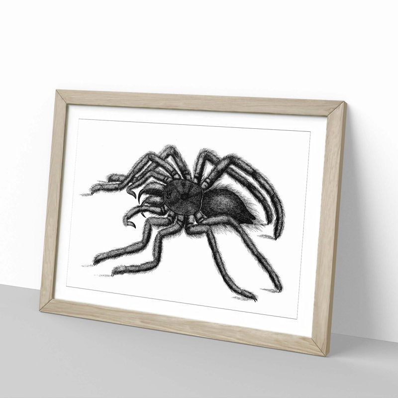 Tarantula Spider in Black & White by George Shaw - Picture Frame Drawing Print, 27cm H x 36cm W x 2cm D, Oak Framed