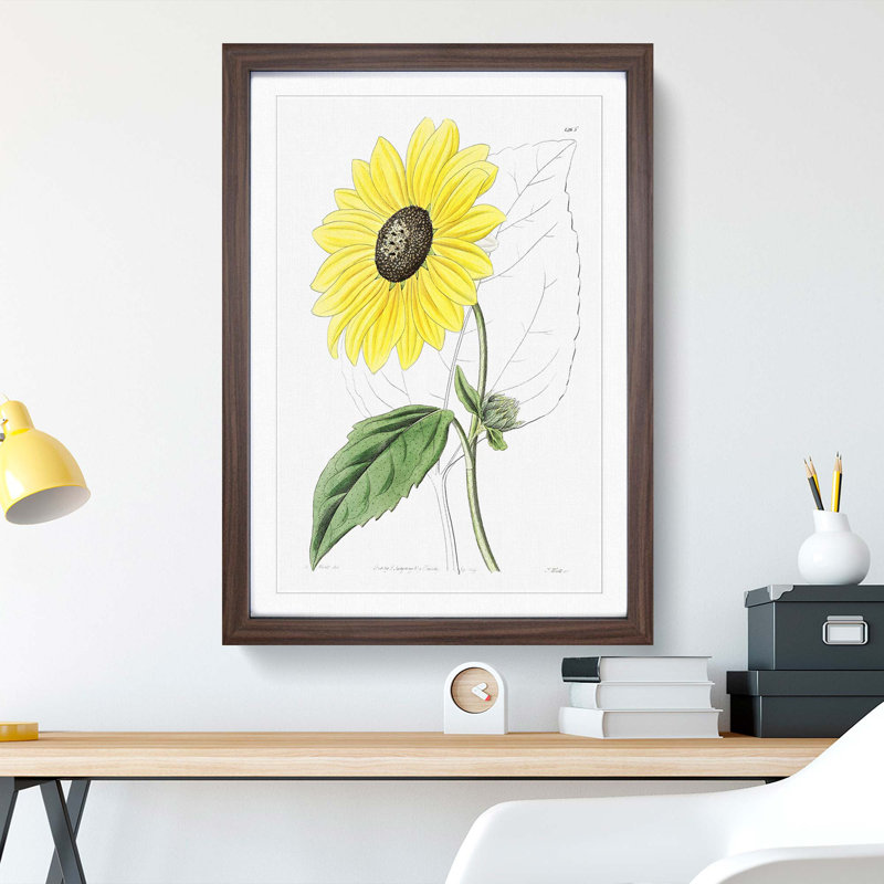 A Californian Sunflower - Wall Art, 45cm H x 33cm W x 2cm D, Walnut Framed