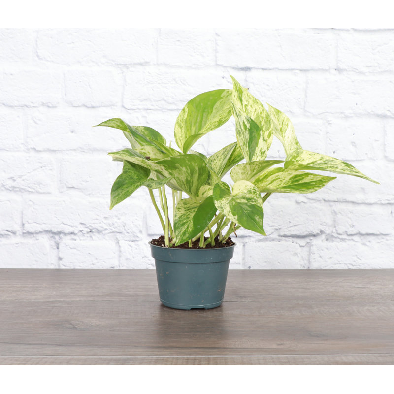 Live Marble Queen Pothos Plant, 6"" H X 4"" W X 4"" D