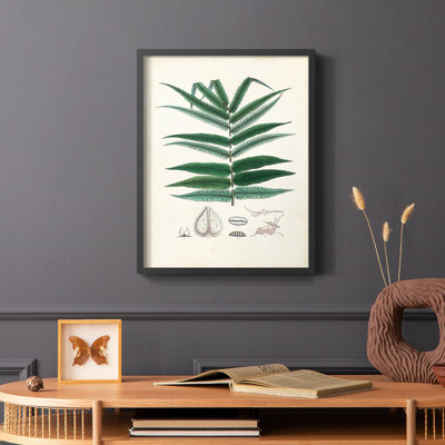 Collected Ferns IX Framed Print - Solid Wood