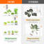 Plant Stand
