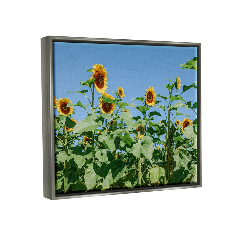 " Tranquil Country Sunflower Meadow Sunny Daytime Blooms " by Kali Wilson, 25" H x 31" W x 1.7" D, Lustre Grey Floater Frame