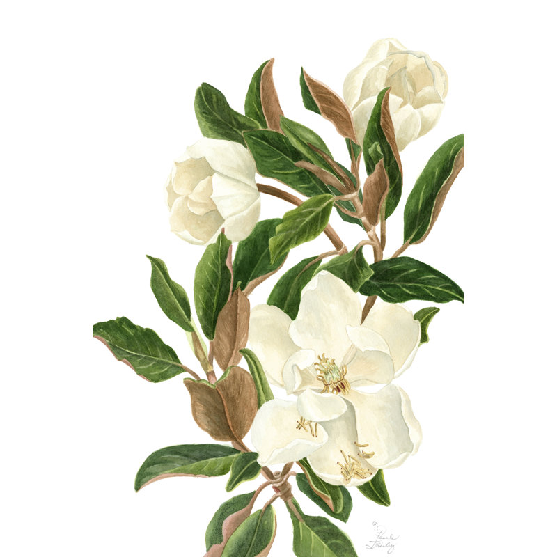 " Magnolia II " by Pamela Shirley Painting Print, 36" H x 24" W x 1.25" D