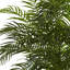 Areca Palm Tree in Pot-422536493