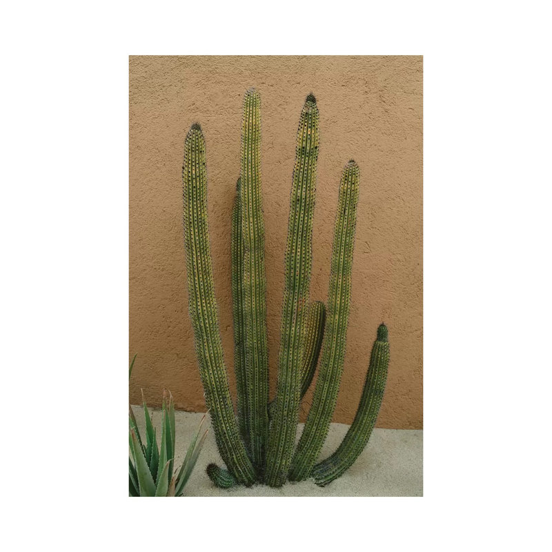 Cabo Cactus XI by Bethany Young - Print on Canvas, 152.4cm H x 101.6cm W x 3.81cm D, Wrapped Canvas