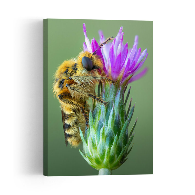 Fuzzy Bee On Purple Flower Delicate Vibrant Bee Flower Nature Wall Art Print 1 Piece Wrapped Canvas Wall Art