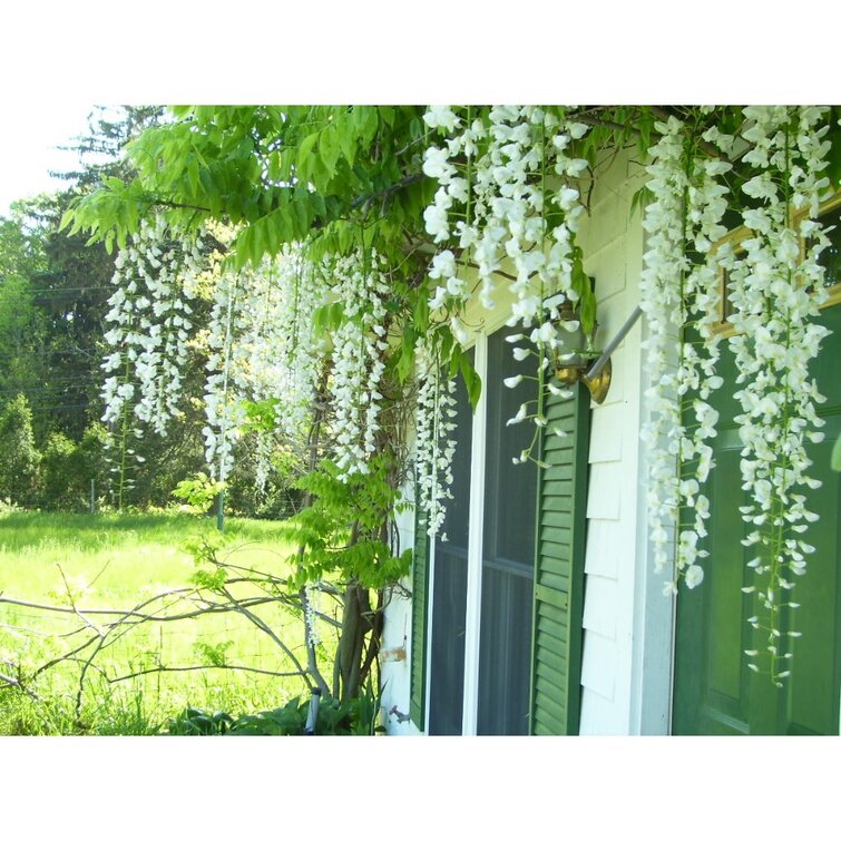Indoor/Outdoor 43 in. Purple Artificial Other Wisteria Vine Individual Flower Stems (Set of 24)
