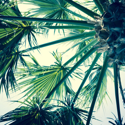 Palm Tree Below by Letty17 - Print