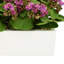 Kalanchoe Arrangement in Fiberstone Planter-1624349390-1646607056