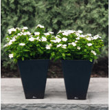Cara Composite Pot Planter Set with Water Trays