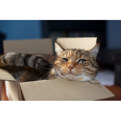 Cat In A Box - Wrapped Canvas Print