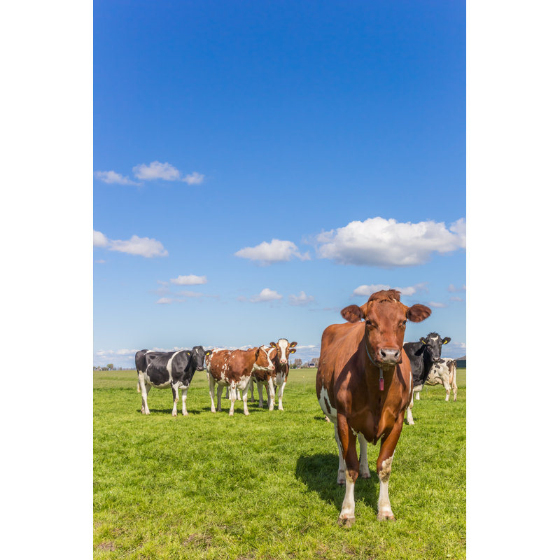 «Red Holstein Cow» par Venemama - photographie sur toile tendue, L 20 po x H 30 po
