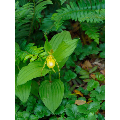 Cypripedium Parviflorum communément appelé reproduction de l'affiche d'une dame jaune ou d'une fleur de mocassin originaire d'Amérique du Nord par Julie Eggers (18 x 24)