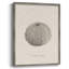 Shore Treasure Study I, reproduction encadrée - bois massif-1601562172