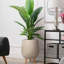 Concrete Effect Planter on Hardwood Legs, Round Indoor Plant Pot Stand for Indoor Plants, Indoor Flower Pot with Plaited Pattern-753632931-753632941