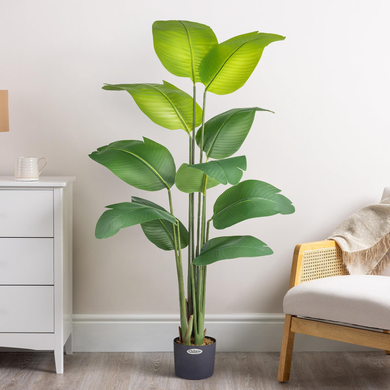 150cm Plant