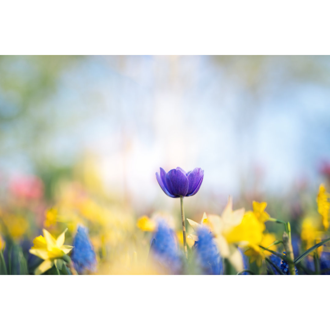 Lila tulpen im garten von Borchee - Gemälde ohne Rahmen auf leinwand