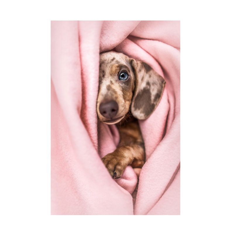 Art sur toile Natalie Grosse Peek-A-Boo, H 12 po x l 19 po