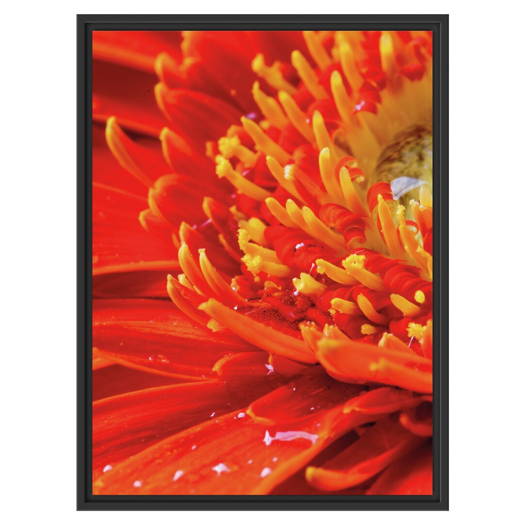 Gerahmtes Wandbild Gerbera mit Wassertropfen