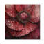 Pivoine rouge en hiver II-45770487
