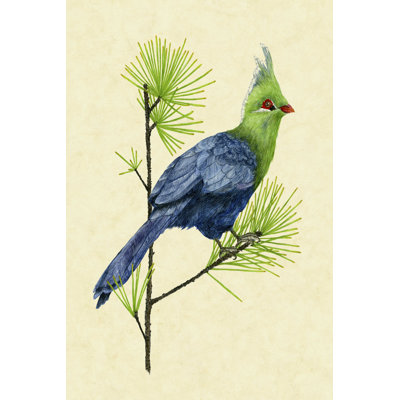 Vert Turaco I