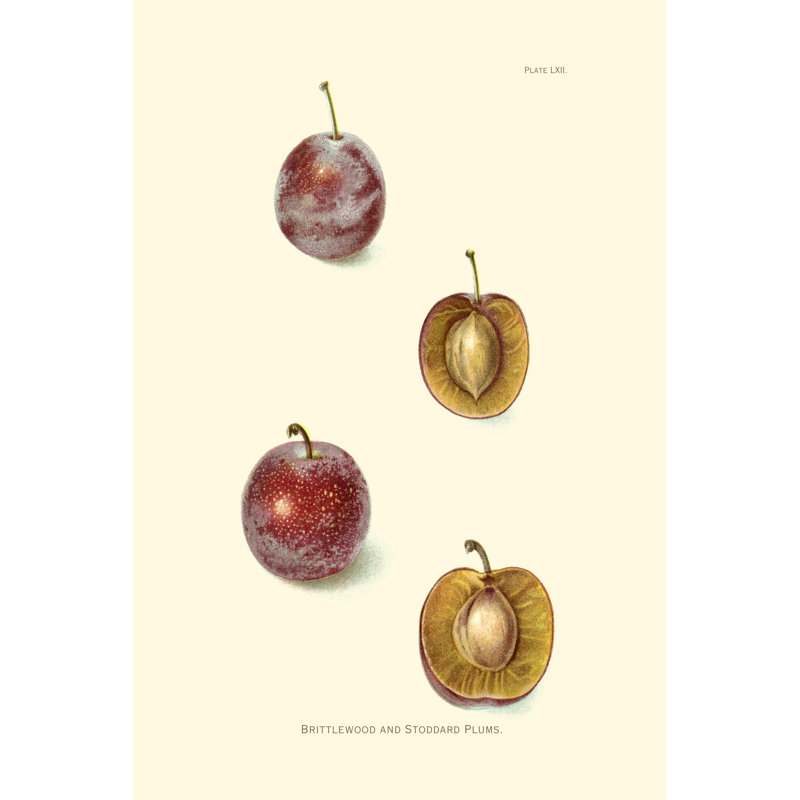 Plums II - Wrapped Canvas Painting, 46cm H x 30cm W
