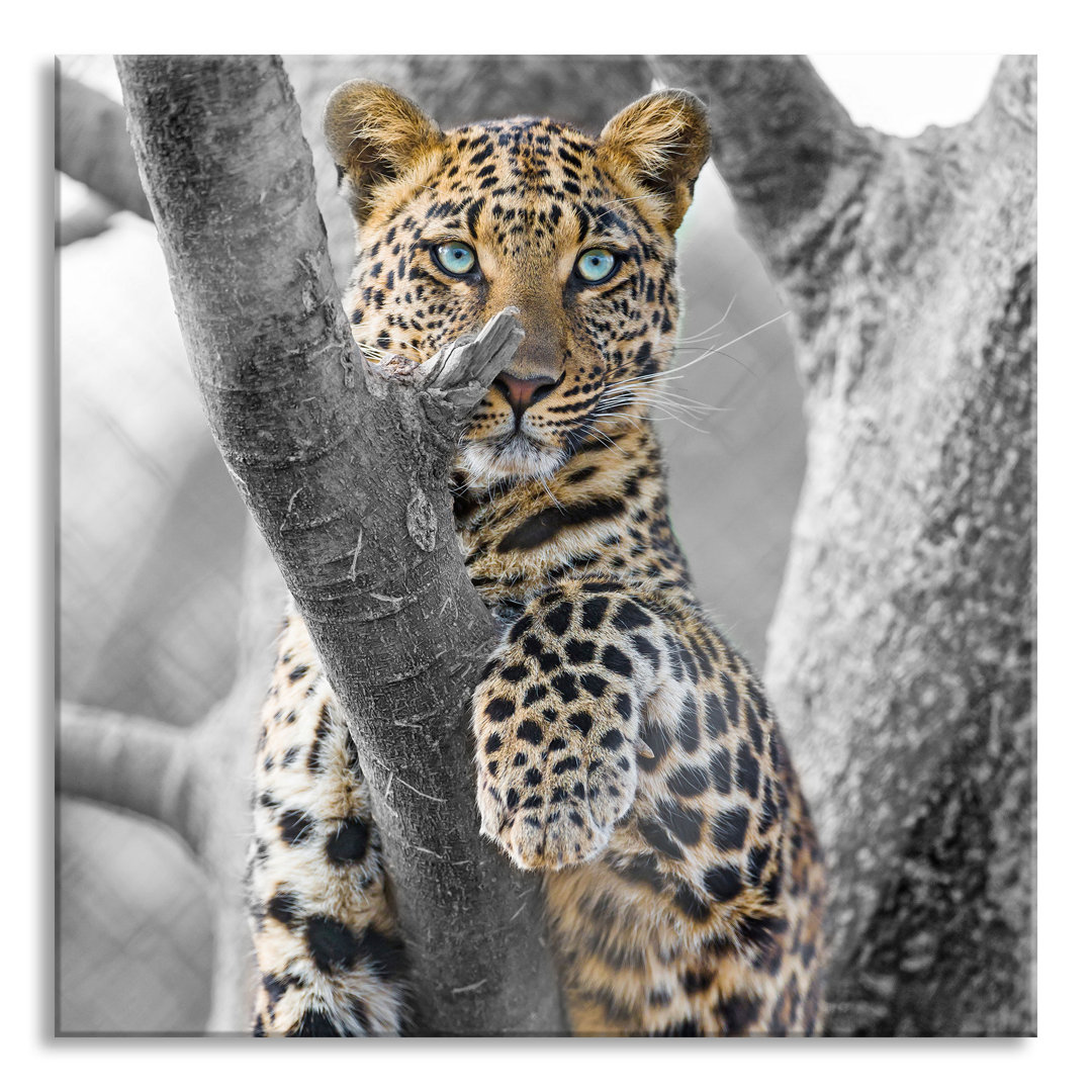 Glasbild Majestätischer Leopard auf Baum