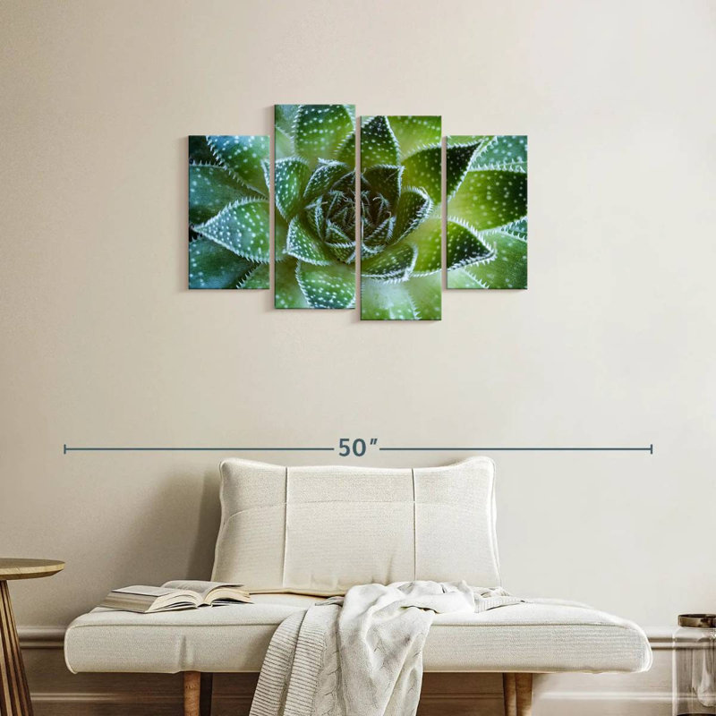 Plante grasse Haroek Lace Aloe, H 22 po x l 36 po