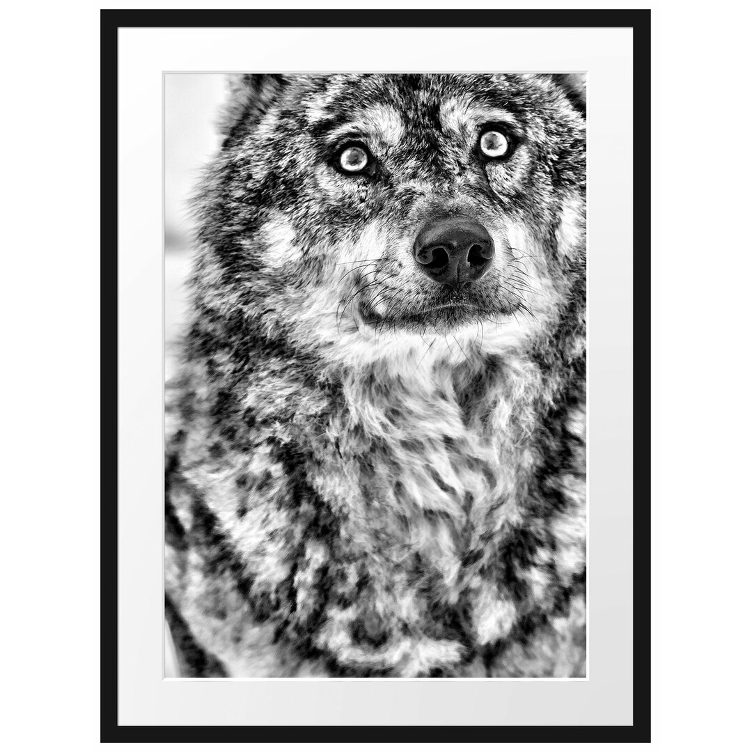 Gerahmtes Poster Niedlicher Wolf im Schnee