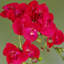 50cm Faux Flowering Plant in Pot