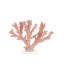 Fire Large Coral