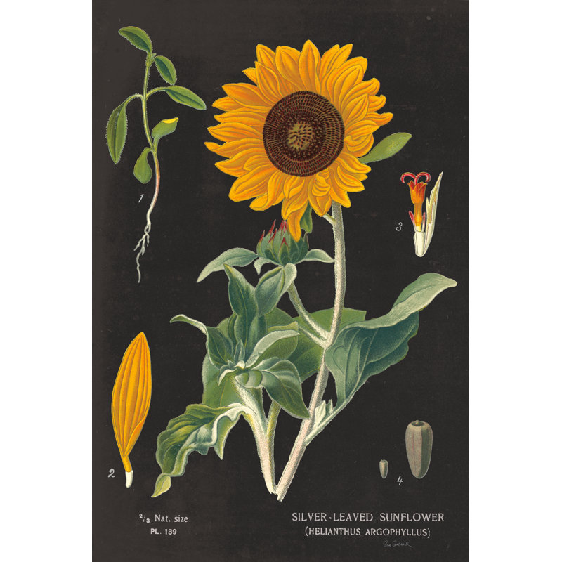 Tableau de tournesol, H 18 po x l 12 po x P 1,25 po