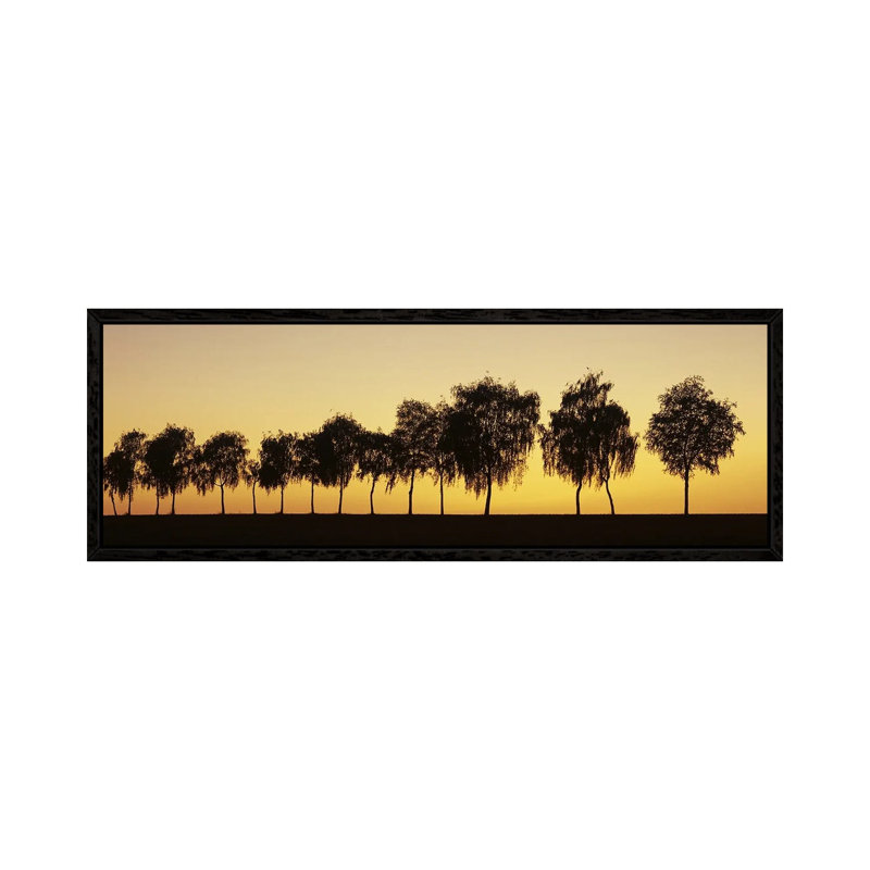 Tree Alley At Sunset, Hohenlohe, Baden-Wurttemberg, Germany by Panoramic Images - Floater Frame Panoramic Gallery-Wrapped Canvas Giclée on Canvas